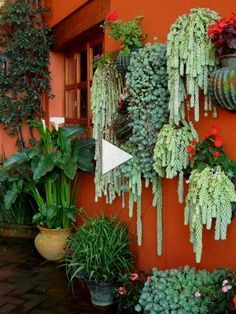 an assortment of potted plants are hanging on the wall in front of a building