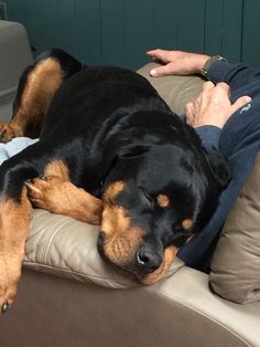 a large black and brown dog laying on top of a couch next to a person