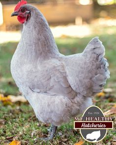 a white chicken standing on top of a grass covered field next to a sign that says mr healthy hakeberries