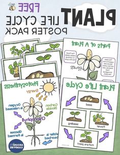 plant life cycle poster pack for kids to learn how to grow and use it in the classroom