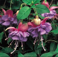 purple and pink flowers with green leaves in the background