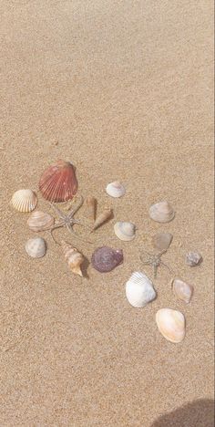 Old Money Summer Wallpaper, Seashell Wallpaper Iphone, Seashell Wallpaper Aesthetic, Summer Wallpaper Aesthetic Vintage, Summer Lockscreen Iphone, Beach Vibes Wallpaper, Seashell Background, Pfp Summer, Seashell Wallpaper