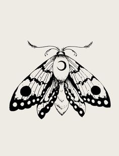 a black and white drawing of a moth