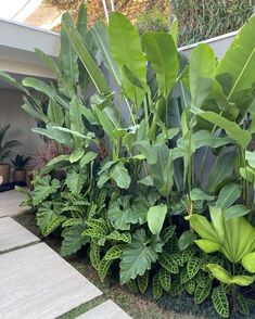 some very pretty plants by the side of a house