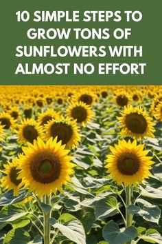 sunflowers with the words 10 simple steps to grow tons of sunflowers with almost no effort