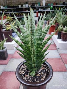 a large green plant in a pot on the ground