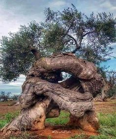 an old tree trunk in the middle of a field