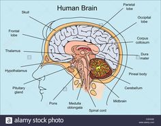 the structure of the human brain and its major parts labeled in this diagram, you can see