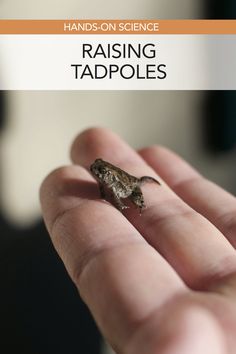 a small lizard sitting on top of someone's hand with the title raising tadpoles