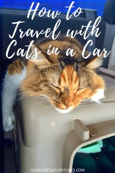 a cat sleeping on top of a car seat with the words how to travel with cats in a car