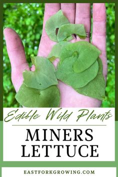 a hand holding leaves with the words edible wild plants mners lettuce on it