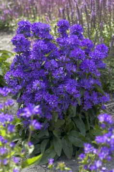 some purple flowers are growing in the dirt