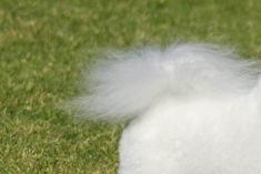 a fluffy white dog standing on top of a lush green field