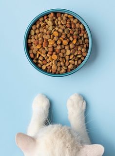 a white cat laying next to a bowl of dry food on a blue background with its paws up