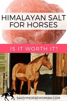 himalayan salt for horses is it worth it?