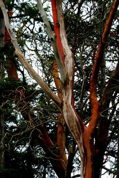 a tree with red bark and branches in the background