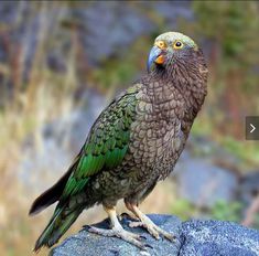 a green bird sitting on top of a rock