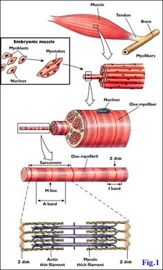 the structure of an organ and its major parts labeled in this diagram are labelled below