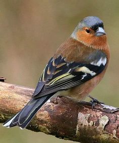 a small bird sitting on top of a tree branch in the forest with brown and blue feathers