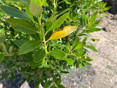 a leafy tree with yellow and green leaves