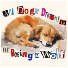 a dog is sleeping on the ground with words all dogs dream of being a wolf