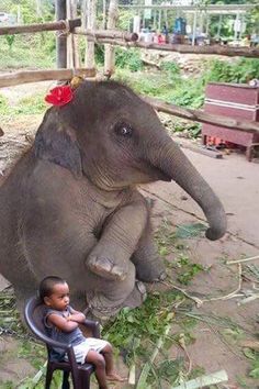 an elephant sitting on top of a chair next to a baby