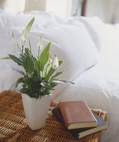 a plant in a vase sitting on top of a wicker table next to a book