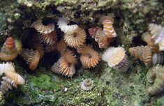 small sea shells are on the mossy surface