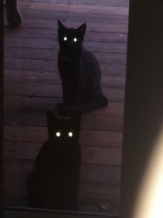 two black cats sitting next to each other on a wooden deck at night with glowing eyes