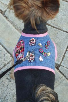 a small dog wearing a blue shirt with skulls on it's back and pink trim