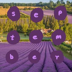 an image of lavender fields with the letters spelled out