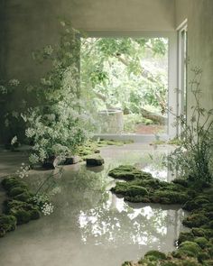 moss growing on the ground in front of an open window