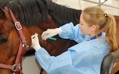 a woman in blue shirt and white gloves petting a brown horse