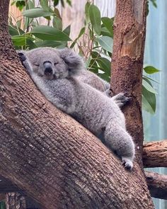 a koala sleeping on top of a tree branch