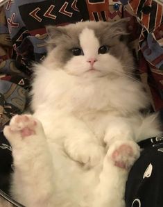 a white and gray cat laying on top of a bag with its paws up in the air