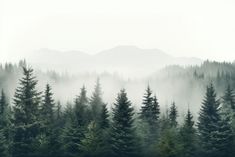 a forest filled with lots of trees covered in fog and smoggy skies above