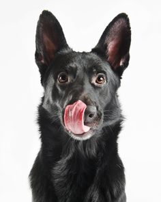 a black dog with its tongue hanging out and looking at the camera while sitting in front of a white background