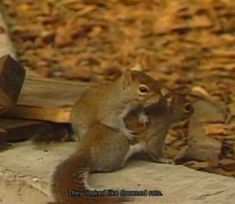 a squirrel sitting on top of a pile of wood