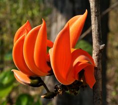 an orange flower is growing on a tree