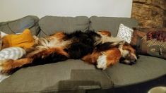 a dog laying on top of a couch next to pillows