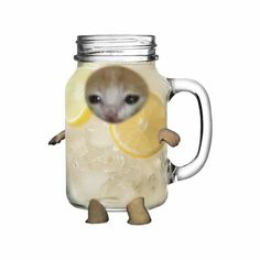 a small animal is in a mason jar with lemon slices on it's face