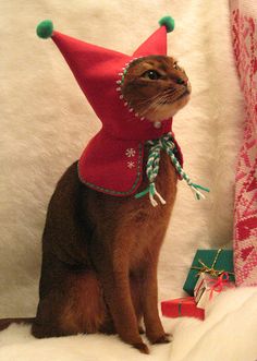 a brown cat wearing a red hat and scarf