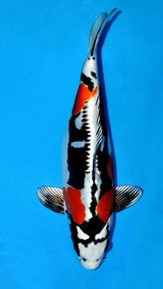 an orange and black koi fish floating on top of blue water with its head above the water