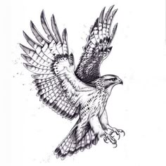 Radiant Hawk Tattoo Design Kit Hawk Tattoo Men, Red Tailed Hawk Tattoo, Hawk Tattoo Design, Hawk Tattoo Feminine, Osprey Tattoo, Hawk Tattoos, Hawk Design, Falcon Tattoo, Ab Tattoo