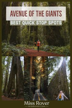 two pictures with the words, avenue of the giants best quick stop spots