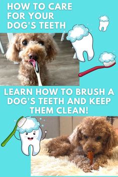 a dog brushing its teeth with toothpaste on it's mouth and the words, how to care for your dog's teeth learn how to brush a dog's teeth and keep them clean