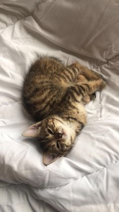 a cat laying on top of a white blanket