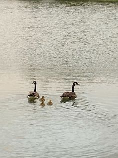 two ducks and one duckling are swimming in the water near each other on a lake