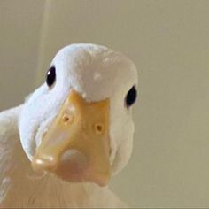 a close up of a stuffed duck with black eyes and a white head, looking at the camera