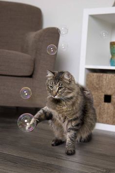 a cat playing with bubbles on the floor